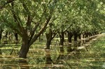Get Crackin’: True Cost of Almonds in Drought Stricken California by Tyler Thomas Mar