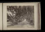Lane with a canopy of trees by William James Stillman