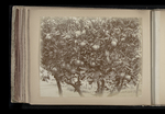 A fruit tree by William James Stillman