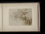 Palm tree by William James Stillman