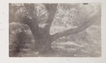 6.2 Landscape with Trees by William Stillman