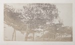 6.3 Landscape with Trees by William Stillman