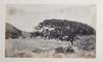 6.6 Landscape with Trees by William Stillman