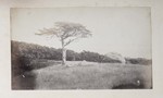6.7 Landscape with a Tree and Boulder by William Stillman