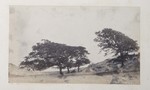 6.9 Landscape with Trees by William Stillman