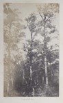 6.10 Forest Landscape, Naushon by William Stillman