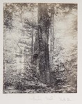 6.11 Forest Landscape, White Mts USA by William Stillman