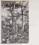 6.16 Forest Landscape, White Mts by William Stillman