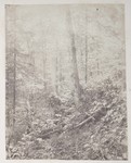 6.18 Forest Landscape, Adirondacks by William Stillman