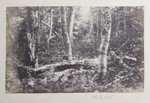 6.21 Forest Landscape with a Downed Tree, White Mts by William Stillman