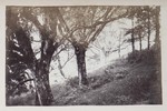 6.58 Landscape, from under Trees by William Stillman