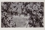 6.59 Close View of Vines on a Stone Wall by William Stillman