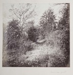 6.61 Forest Landscape by William Stillman