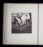 Apple trees Newport USA by William Stillman