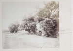 6.65 Willow Trees by William Stillman