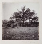 6.67 Oak Trees near Cambridge by William Stillman