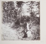 6.68 Forest Landscape, with a Felled Tree by William Stillman