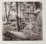 6.69 Forest Landscape by William Stillman