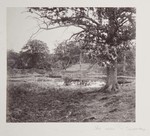 6.70 Landscape with Oaks and a Pond by William Stillman