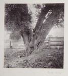 6.79 View of the Trunk of a Willow Tree by William Stillman
